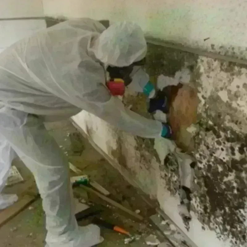 Mold Remediation and Removal in Corona, CA